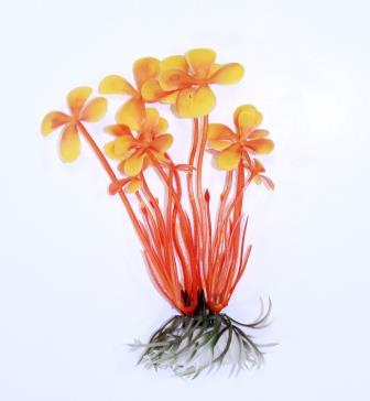 Марсилия оранжевая 10см фото, цены, купить