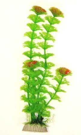 Амбулия салатовая 20см фото, цены, купить