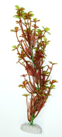 Марсилия красно-зелёная 20см фото, цены, купить