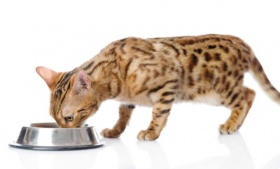 Сухой корм - как правильно кормить кошек
