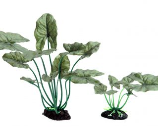 V Шелковое растение "Сингониум подофиллум" 20см. фото, цены, купить