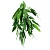 Растение "Рускус" 500мм фото, цены, купить