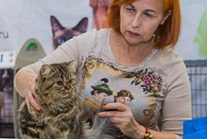 Фотоотчет с выставки кошек в г. Симферополе в сентябре