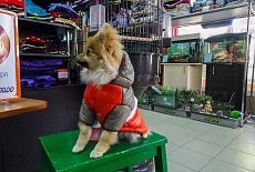 Новая одежда для собак - уже в продаже в магазинах сети "Багира"