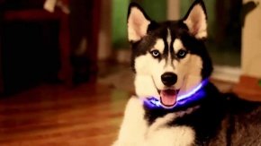 Светящийся ошейник - безопасность вашей собаки