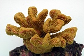 V Грот "Коралл" желтый (19*13*10.5)  фото, цены, купить