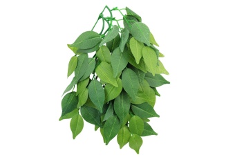 Растение "Фикус" 500мм фото, цены, купить