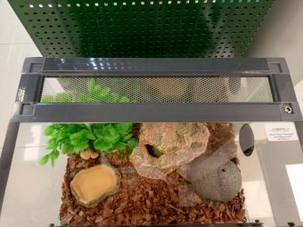 Аква Тоника Террариум "Змея" малый 40*25*25см фото, цены, купить