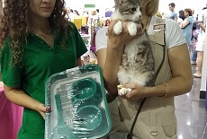 Выставка кошек в Торговом Центре ФМ в сентябре