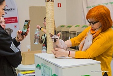 Фотоотчет с выставки кошек в г. Симферополе в марте 2020