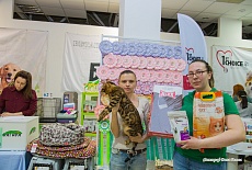 Фотоотчет с выставки кошек в г. Симферополе в марте 2020