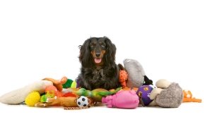 Пополнение в каталоге игрушки для собак