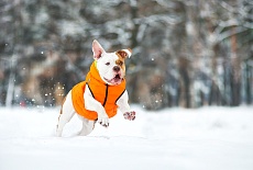 Collar AIRY VEST самые легкие куртки для собак!
