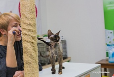 Фотоотчет с выставки кошек в г. Симферополе в декабре