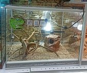 Аква Тоника Террариум "Эублефар" 45*35*35см