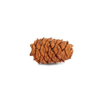 Little One Лакомство Кедровая Шишка для грызунов фото