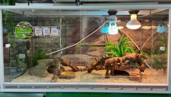 Тоника Террариум Агама 80*45*40см модель2 фото, цены, купить