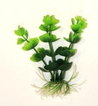 Сердечник светло-зеленый, 10 см фото, цены, купить