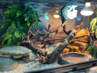 Аква Тоника Террариум Агама 80*45*40см фото, цены, купить