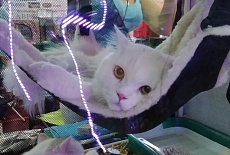Фотоотчет с выставки кошек в г. Севастополе 