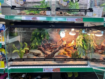 Аква Тоника Террариум Агама 80*45*40см фото, цены, купить