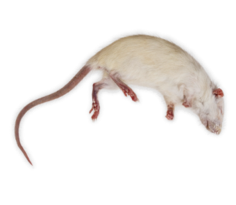 Крыса бегунок замороженная 21-80г фото, цены, купить