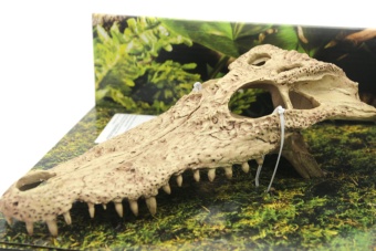 Декор череп крокодила для террариума фото, цены, купить