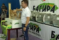 Фотоотчет с выставки кошек в г. Севастополе 