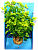 Искусственное растение "Хемиантус" на подложке 25см (YS-192183) фото, цены, купить