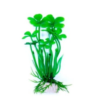 Марсилия зелёная 10см фото, цены, купить