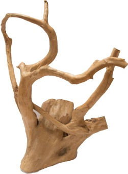 Коряга "Паучий корень" 46-60см. (цена за кг) фото, цены, купить