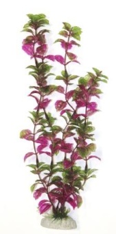 Сердечник бордово-зеленый, 20 см фото, цены, купить