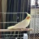 Золотая Клетка для птиц Средняя Квадратная крыша Золото Дверь-в-Дверь фото, цены, купить