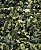 Грунт Медоса 1кг 2-5мм Змеевик малахитово-серый фото, цены, купить