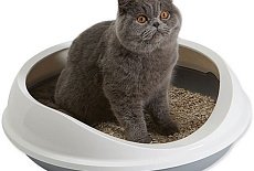 Необычный и максимально удобный лоток для кошек от мирового бренда Savic