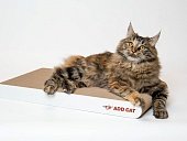 ADD CAT когтеточка  картонная Flat maxi 56*30*5 для кошек