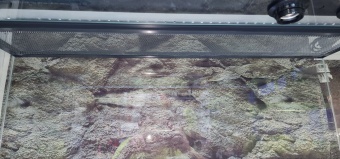 Аква Тоника Террариум Агама 80*45*40см фото, цены, купить