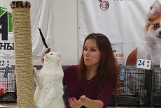 Фотоотчет с выставки кошек в г. Симферополе в сентябре