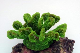 Грот "Коралл" зеленый (19*13*10.5) (SH 9027 G) фото, цены, купить