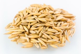 ЗООМИР "Овес" 250 г фото, цены, купить