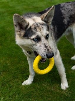 FANCY игрушка для собак "Кольцо" d-13см фото, цены, купить