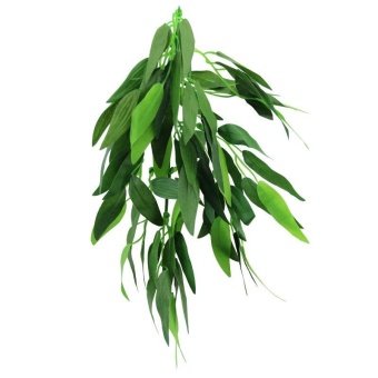 Растение "Рускус" 400мм фото, цены, купить