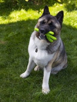 FANCY Игрушка для собак  "Кактус", 20 см фото, цены, купить