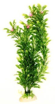 Прозерпина зелёная 20см фото, цены, купить