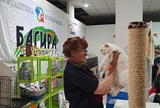 Фотоотчет с выставки кошек в г. Симферополе в сентябре