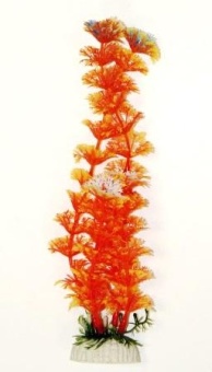 Амбулия оранжевая 20см фото, цены, купить