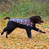 Дождевик для собак OSSO Fashion, (кобель) #2 фото, цены, купить