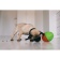 Игрушка для сухого корма "Мега Яйцо" двухцветное большой, 10см зелёная/оранжевая фото, цены, купить