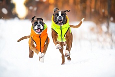Collar AIRY VEST самые легкие куртки для собак!