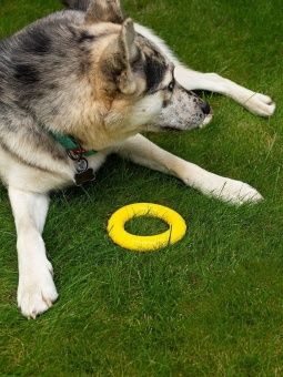 FANCY игрушка для собак "Кольцо" d-13см фото, цены, купить